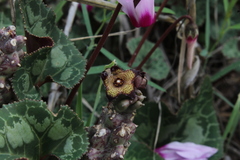 Apteranthes europaea judaica