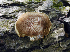 Crepidotus calolepis