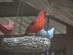 Cardinalis cardinalis