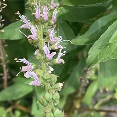 Ocimum americanum