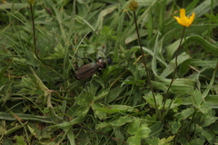 Carabus starcki