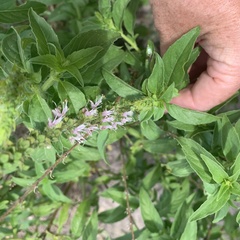 Ocimum americanum