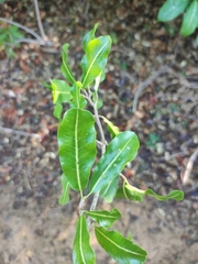 Rhopalocarpus lucidus