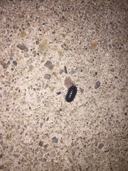 Armadillidium vulgare