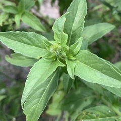 Ocimum americanum