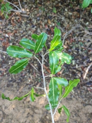 Rhopalocarpus lucidus