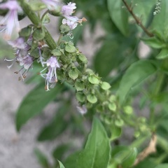 Ocimum americanum