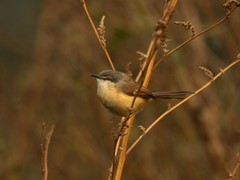 Prinia socialis