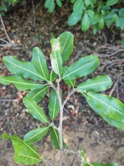 Rhopalocarpus lucidus