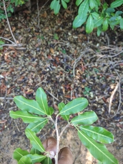 Rhopalocarpus lucidus