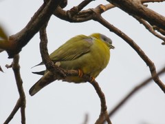 Treron phoenicopterus