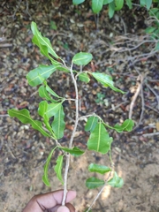 Rhopalocarpus lucidus
