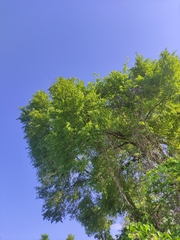 Rhopalocarpus lucidus