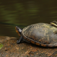 Kinosternon scorpioides