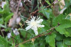 Clematis pauciflora