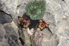 Apteranthes europaea judaica