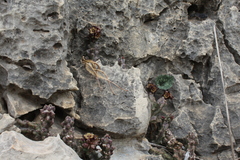 Apteranthes europaea judaica
