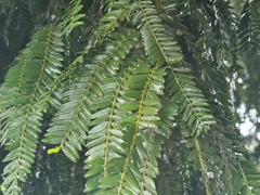 Retrophyllum rospigliosii