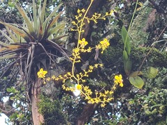Oncidium