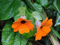 Thunbergia alata