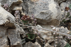 Apteranthes europaea judaica