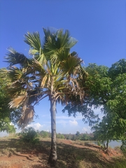 Borassus madagascariensis