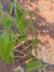 Sclerocarya birrea caffra