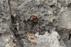 Apteranthes europaea judaica