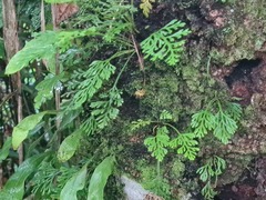 Asplenium theciferum