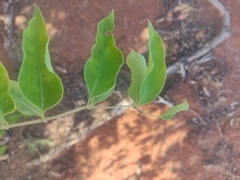 Sclerocarya birrea caffra