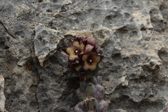 Apteranthes europaea judaica