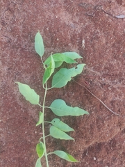 Sclerocarya birrea caffra