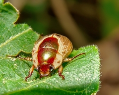 Mimela discoidea