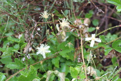 Clematis pauciflora