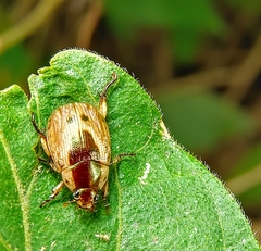 Mimela discoidea