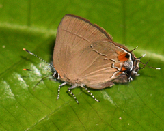 Arumecla aruma