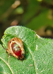 Mimela discoidea