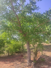 Sclerocarya birrea caffra