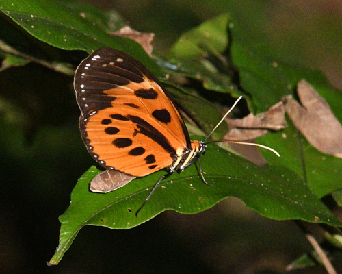 Athyrtis mechanitis