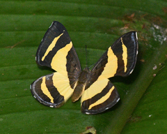 Baeotis euprepes