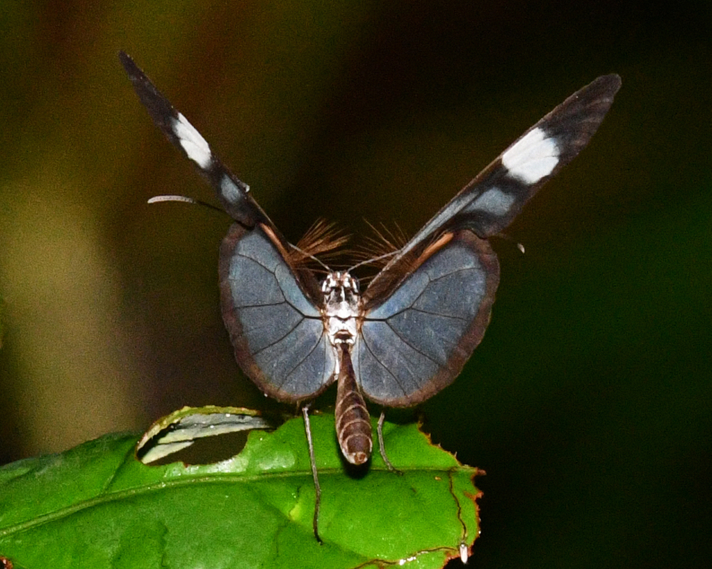 Brevioleria aelia