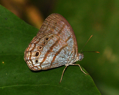 Caeruleuptychia twalela