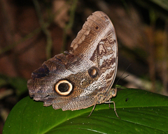 Caligo idomeneus