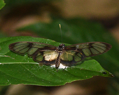 Callithomia lenea