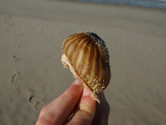 Calliactis parasitica