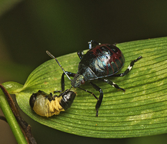 Montrouzierellus