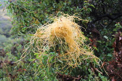 Cuscuta subinclusa