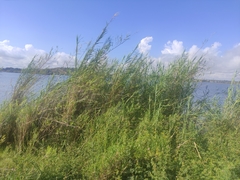 Phragmites mauritianus
