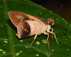 Calpodes longirostris