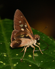 Calpodes longirostris